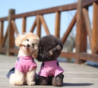 ����ë����ɬë�ʲ�����ô�죿��ͼ��