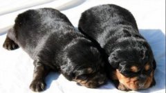 ��Ȯ������ʲô�ã���ͼ��