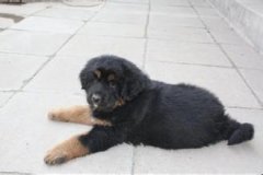 ����ƶѪ��ô�죿��ͼ��