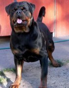 ���Ԥ��������Ȯ�����ӣ�