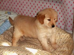 ���Ԥ����ë������