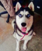 ��ʿ�油�Ƴ�ʲô�ã�ͼ��