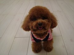 ̩�Ϲ���������������ճ�������ô������ͼ