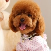 ̩�ϵ��˳�θ����ô�죿