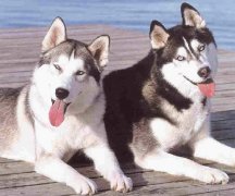 ����Ȯ���˳�θ������ʲô�أ�