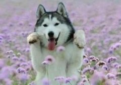 ��ʿ��Ӫ��ȱ����ʲô(ͼ)