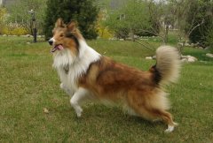 ����Ϊʲô���ë��ͼ��