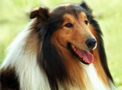 ������ë��ԭ��ͼ��