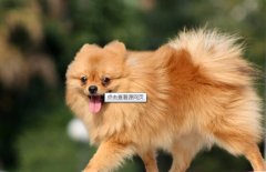 ����ƶѪ��ô�죨ͼ��