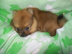 �������������ô�죨ͼ��