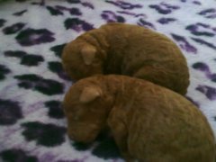 �������ι��С̩�ϣ�ͼ��