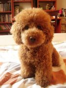 ��ɫ���Ȯ��ô��ë�ָ����������գ�����ͼ