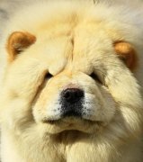 ��ʨ��ë��ô�죨ͼ��