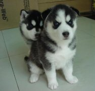 С��ȱ����ô�죨ͼ��