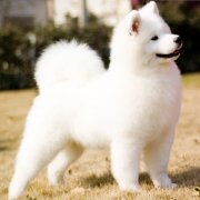 ��Ħëɫ������ô�죿��ͼ��