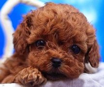 ̩��ë������ô�죿��ͼ��