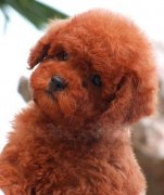 ̩�ϳ�ʲôë���ã���ͼ��