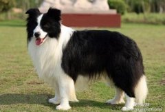 ����Ϊʲô��ǽ����ͼ��