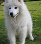 ��Ħȱ�Ƶı�������Щ