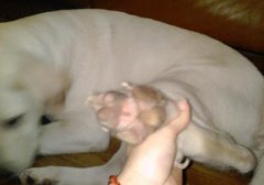 ��������ҧ����ô����