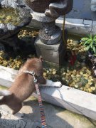 ��Ȯι��ע�������ͼ��