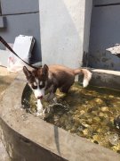 С����ҧ������ô���£���ͼ��