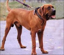 ��Ȯţͷ����ô���ƱȽϺã�