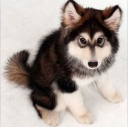 ������˫������ô�죿��ͼ��