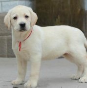 ��������Ȯȱ�Ƶ�֢״��ʲô��ͼ��