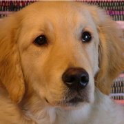 ����CHD��ô�죿�����Źؽڷ���������ô��