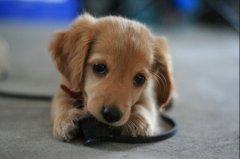 �����Ƚ���֫������ô��?