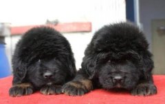 С����Ż����ô�죿��ͼ��