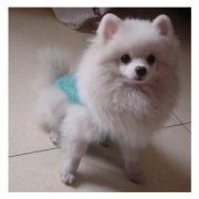 ����ƶѪ��ô������ͼ��