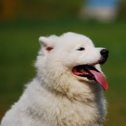 ��ĦҮ���Ȳ����ŵ���ô�죨ͼ��