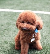 ̩��Ȯ��ë�󳤰�ë��ô��?��ͼ��