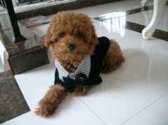 ����ëɫ����Ҫ��ʲô����ͼ��