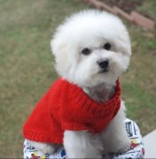 �����ù���ӵ��һ�����������ë������ͼ��