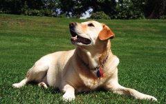 ������ֹ�������������ɫ��ǳ����ͼ��