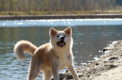 �����������������Զ���