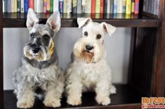 ѩ��������ʲô���ƣ�