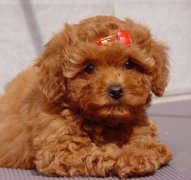 ̩��Ȯ��ɫ��ô�죿��ô���ƣ���ͼ��