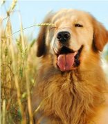 ��ë��β��ƣ���ͼ��