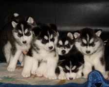 �����ϵ�ë��ô�죿��Ҫע����Щ���⣿��ͼ