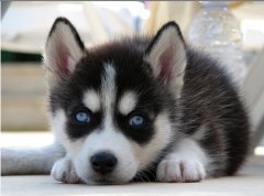 ��ô����ʿ�油���أ���ͼ��