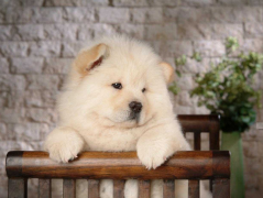 ��ο�ѧ�ĸ���ʨ���ƣ�