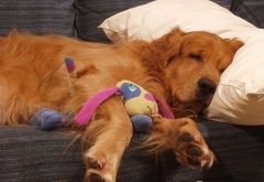 ����ʳ�����ò���Թ�����ô��