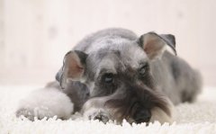 ��ʲô���������ù���ëɫ�ã���ͼ��