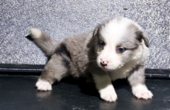 ������ʳ�����Զ�����ô�죿