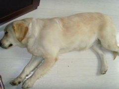 ���й�����ϡҪ��ô���ƣ���ͼ��