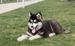 ����˹��ȱ����ô�죿